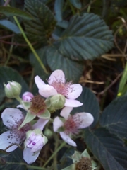 Rubus rigidus