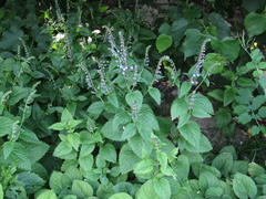Scutellaria altissima