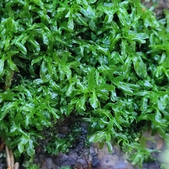 Encalypta streptocarpa