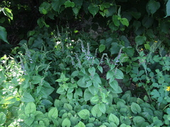 Scutellaria altissima