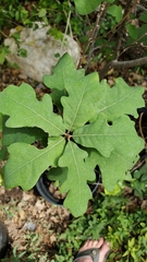 Quercus laceyi