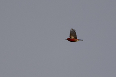 Himatione sanguinea