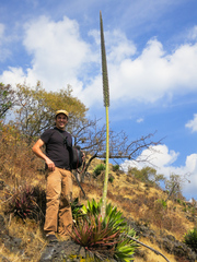 Agave horrida horrida