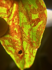 Marmara smilacisella