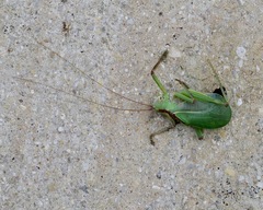 Paracyrtophyllus robustus