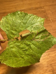 Phyllocnistis vitifoliella