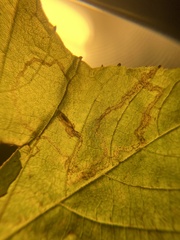 Phyllocnistis vitifoliella