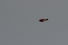 Himatione sanguinea