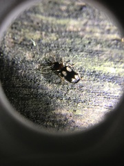 Dromius quadrimaculatus
