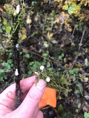 Marasmiellus candidus