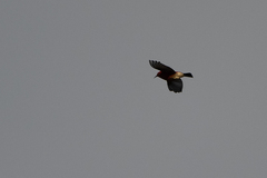 Himatione sanguinea