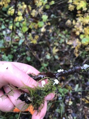 Marasmiellus candidus