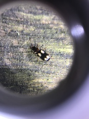 Dromius quadrimaculatus