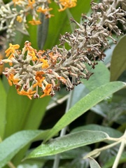 Buddleja madagascariensis