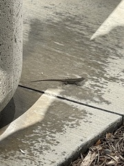 Sceloporus occidentalis