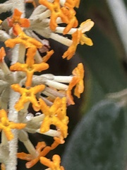 Buddleja madagascariensis