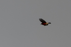Himatione sanguinea