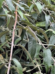 Buddleja madagascariensis