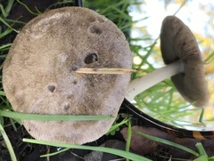 Volvopluteus gloiocephalus