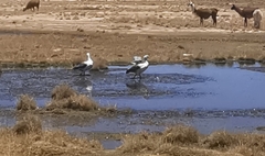 Oressochen melanopterus