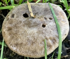 Volvopluteus gloiocephalus