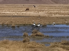 Oressochen melanopterus