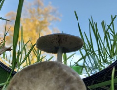 Volvopluteus gloiocephalus