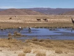 Oressochen melanopterus