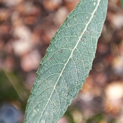 Salix salviifolia