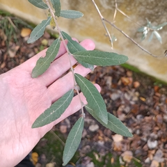 Salix salviifolia