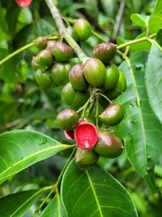 Protium heptaphyllum heptaphyllum