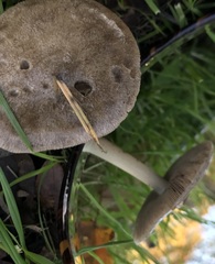 Volvopluteus gloiocephalus