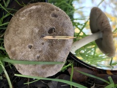 Volvopluteus gloiocephalus