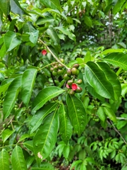 Protium heptaphyllum heptaphyllum