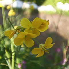 Rhamphospermum arvense