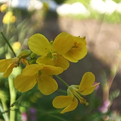 Rhamphospermum arvense