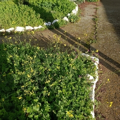 Rhamphospermum arvense