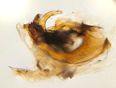 Suillia bicolor
