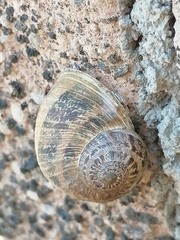 Cornu aspersum