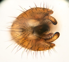 Suillia bicolor