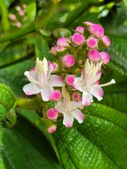 Miconia tococa