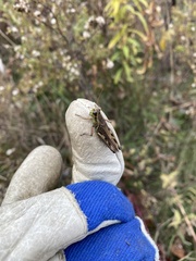 Melanoplus