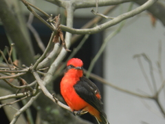 Pyrocephalus rubinus