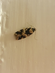 Barea confusella