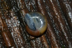 Morlina glabra