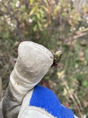 Melanoplus