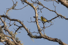 Crithagra mozambica