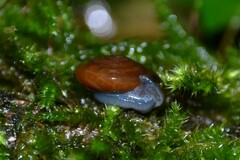 Morlina glabra