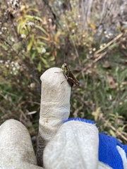 Melanoplus