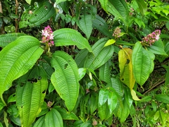 Miconia tococa